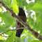 Common Grackle (Immature)