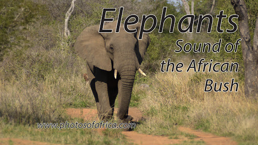 Sounds of the African Bushveld
