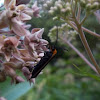 Virginia Ctenucha Moth
