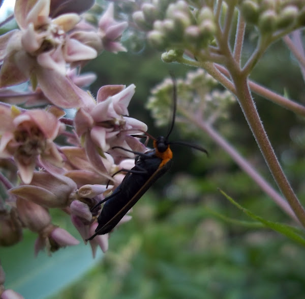 Virginia Ctenucha Moth Project Noah