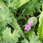 Dove's-foot Crane's-bill