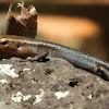 Skink