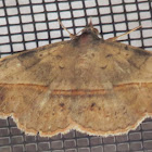 Velvebean Moth