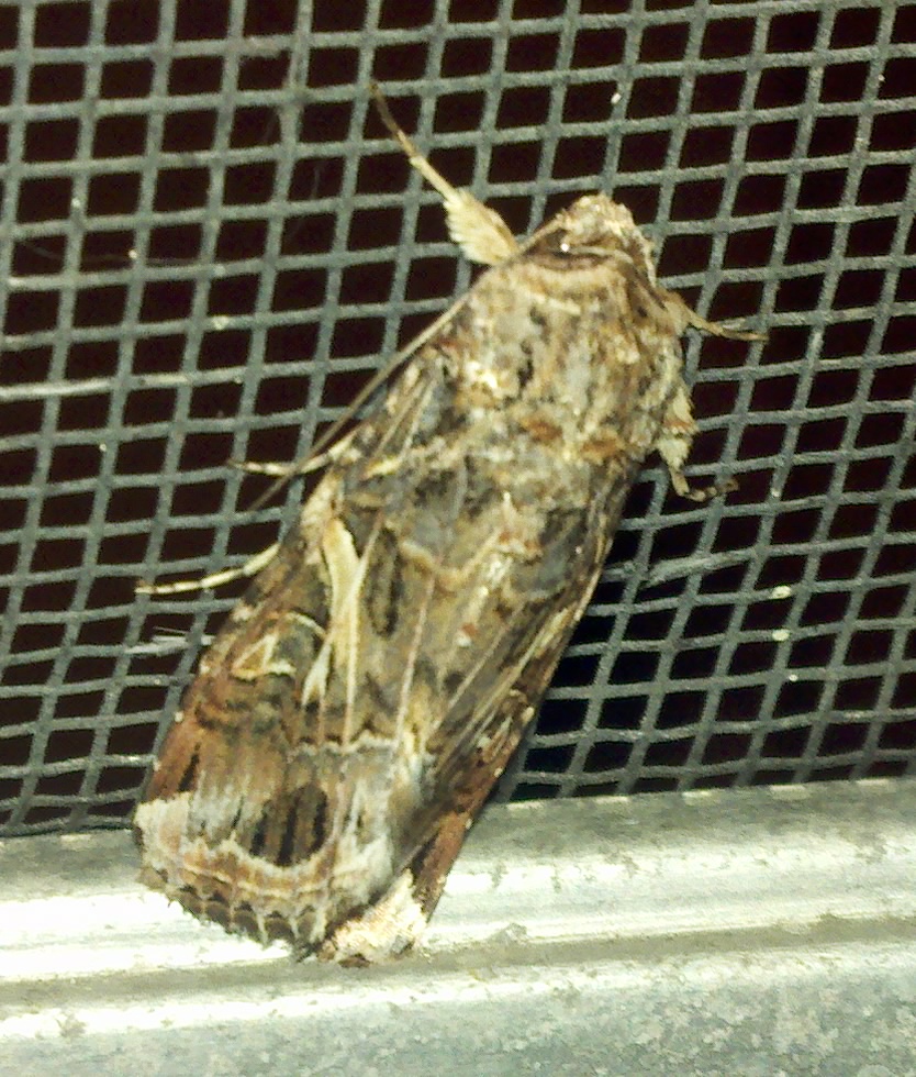 yellow striped armyworm moth
