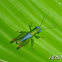 Blue-eyed Grasshopper (Adult)