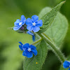 Green Alkanet