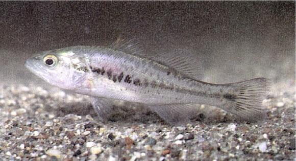 Baby Largemouth Bass