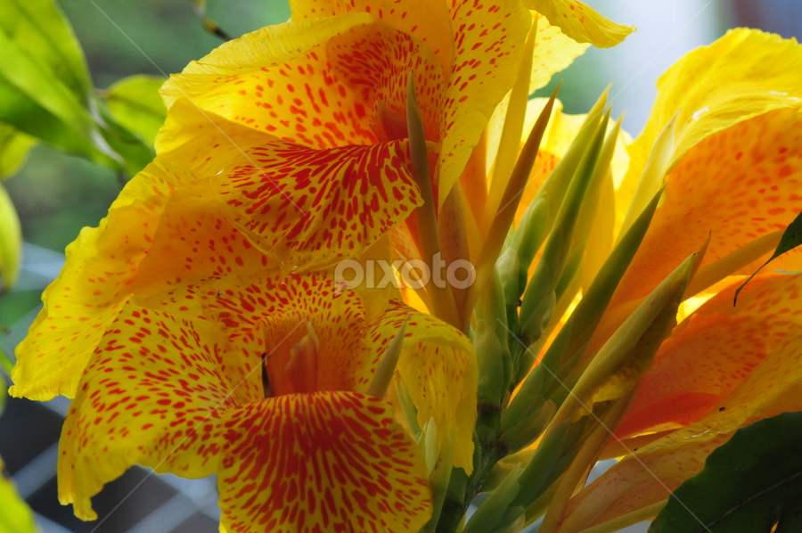 Colourful by Milind Lele - Flowers Flowers in the Wild