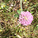 purple clover