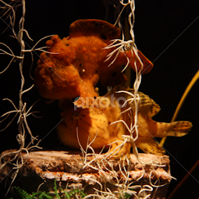 Fishy Duo by John Cooper - Animals Fish