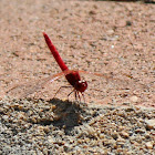 Scarlet Percher Dragonfly