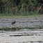 white faced ibis