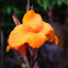 Orange Canna Lily