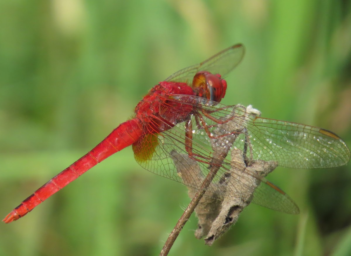 Ruddy Marsh Skimmer or Scarlet Skimmer or Crimson Darter