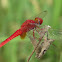 Ruddy Marsh Skimmer or Scarlet Skimmer or Crimson Darter