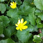 Lesser celandine (kalužnica)