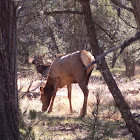 Rocky Mountain Elk (Wapiti)