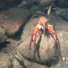 Red swamp crawfish