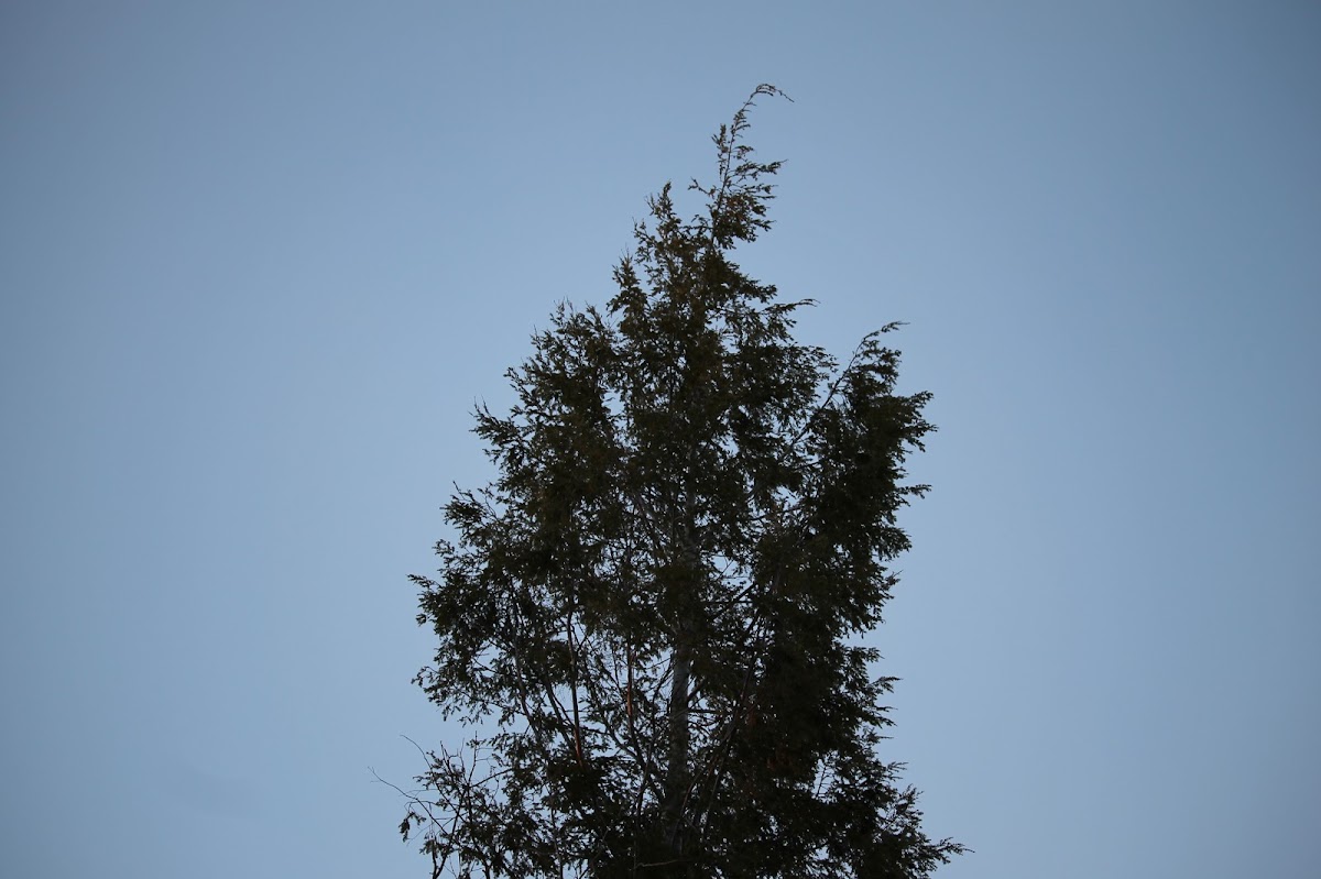 Eastern Hemlock Tree