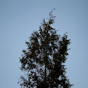 Eastern Hemlock Tree