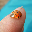 Multi Colored Asian Lady Beetle