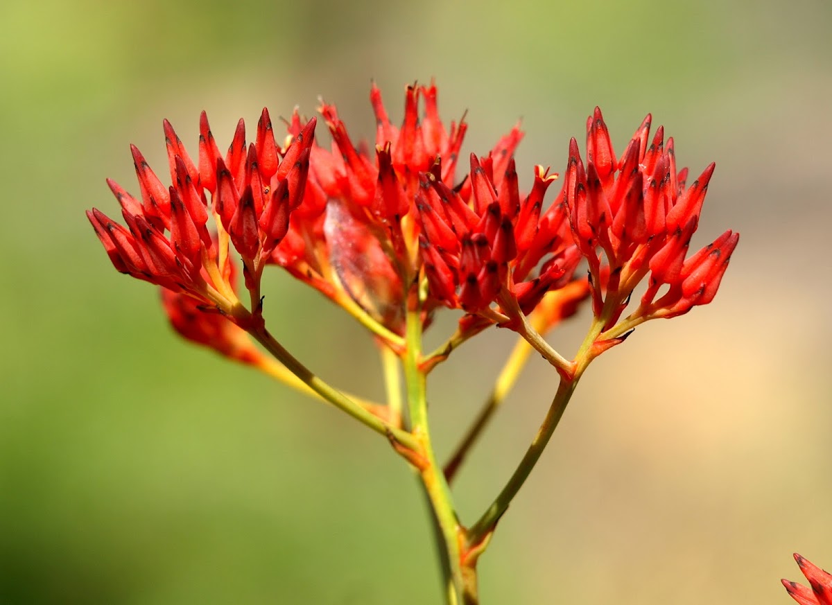 Scarlet Flowered Bloodroot
