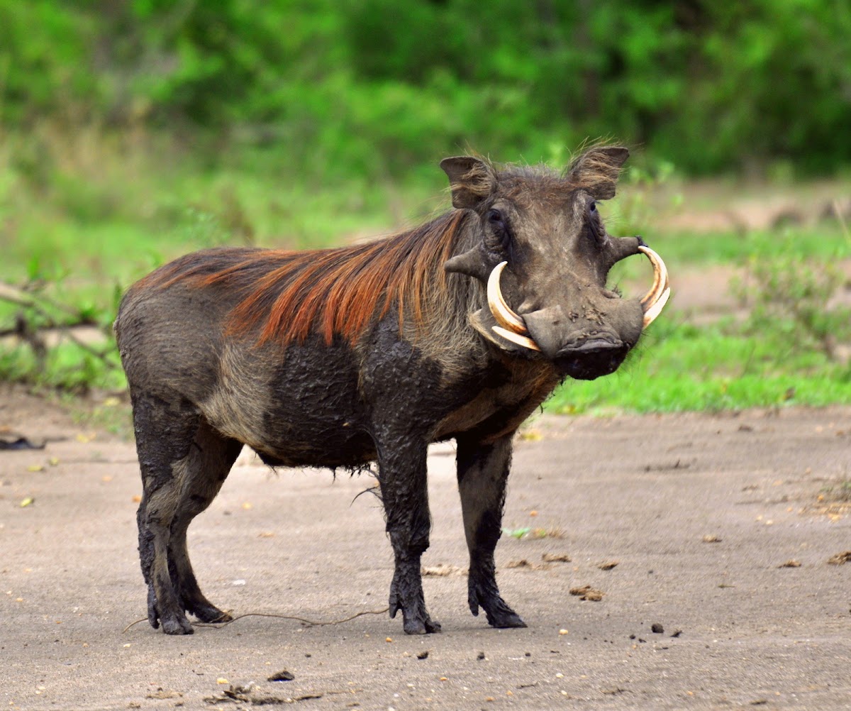 Warthog