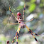 Golden Silk Spider