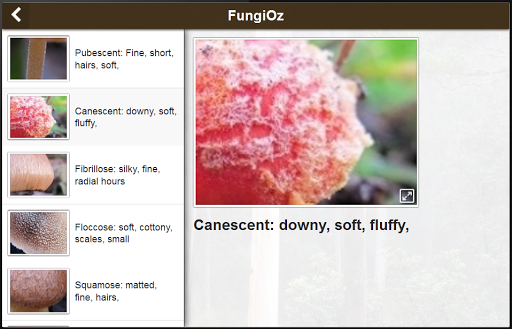 【免費生活App】Fungi Oz - All things Mushroom-APP點子