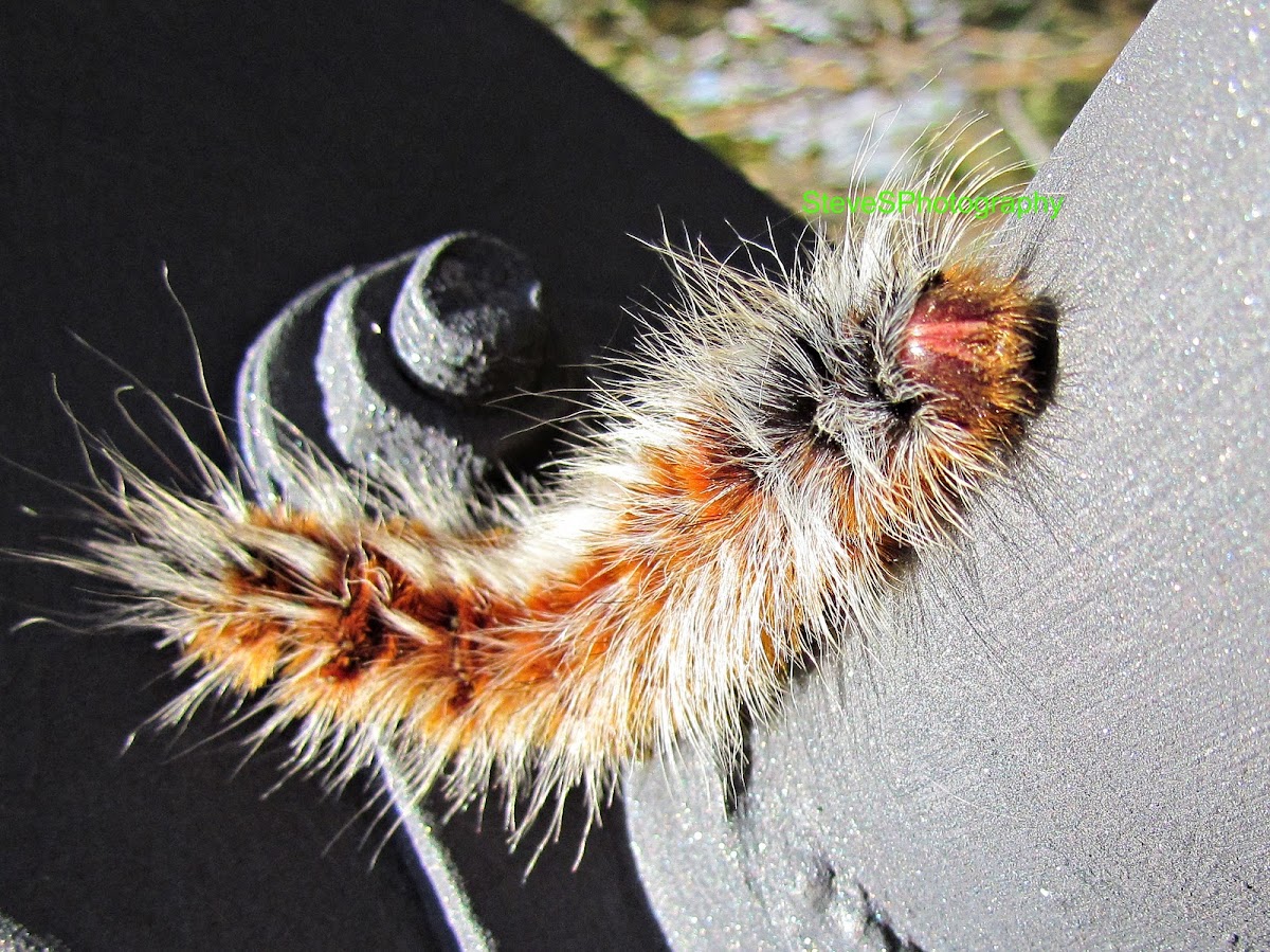 Hairy Mary Caterpillar