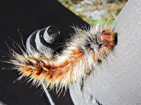 Hairy Mary Caterpillar Project Noah