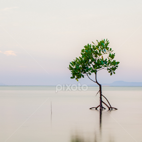 Lost by Ynon Francisco - Nature Up Close Trees & Bushes