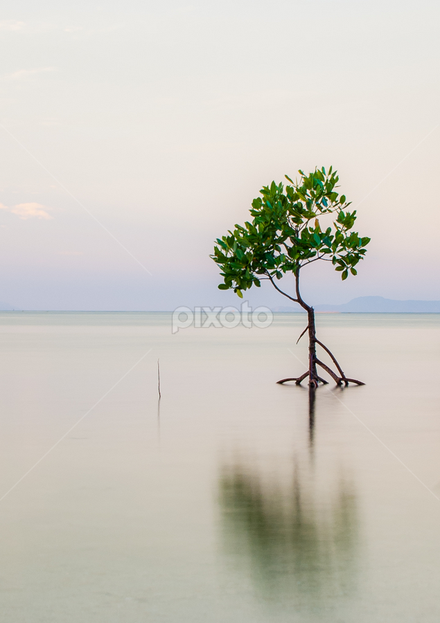 Lost by Ynon Francisco - Nature Up Close Trees & Bushes