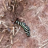 Zebra Longwing or Zebra Heliconian