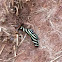 Zebra Longwing or Zebra Heliconian