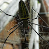 Golden Web Spider.