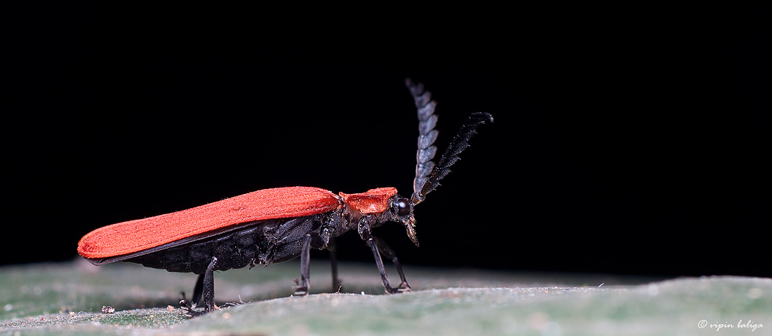 Long Nosed Lycid Beetle