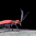 Long Nosed Lycid Beetle