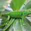 Green Iguana