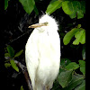 Cattle Egret