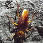 American cockroach