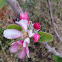 Anna Apple Tree Flower