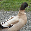 Buff orpington duck