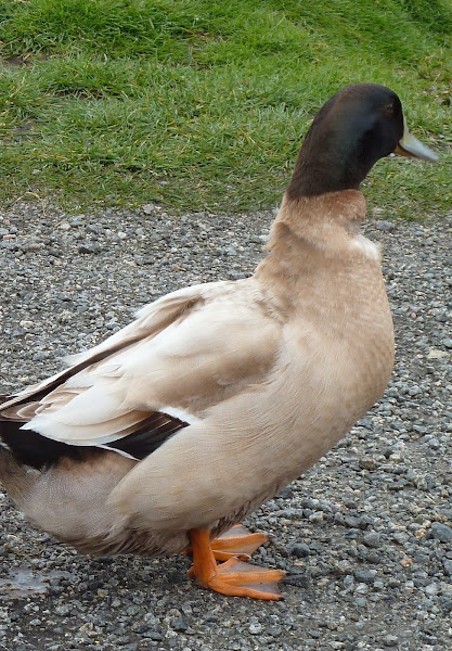 Buff orpington duck | Project Noah