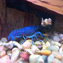 Blue crawfish