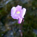 Lavender Bladderwort