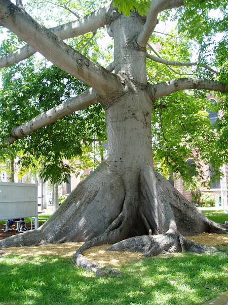 kapok tree seeds