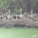 Spot-billed Pelican