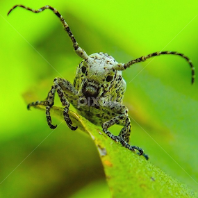 by Wiwid Widya Apriyadi - Animals Insects & Spiders