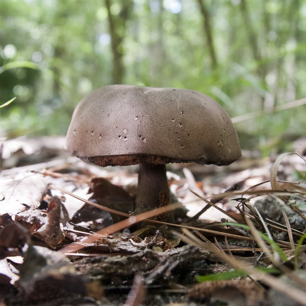 Boletes Mushroom species